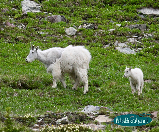 molting mountain goats glacier national park hidden lake trail montana family hiking trip summer vacation