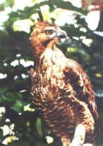 burung garuda