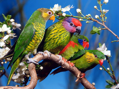 Parrots Bird Picture