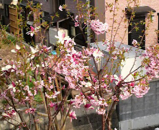 蕎麦屋の裏庭にある、桜とモクレンの花が咲きました。綺麗ですね。