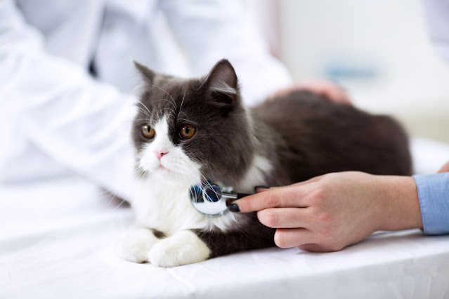 After the first year, how often should my cat see the vet