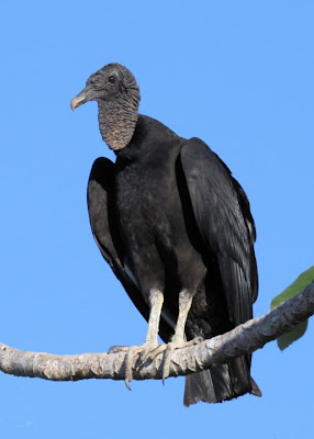 Jote cabeza negra Coragyps atratus