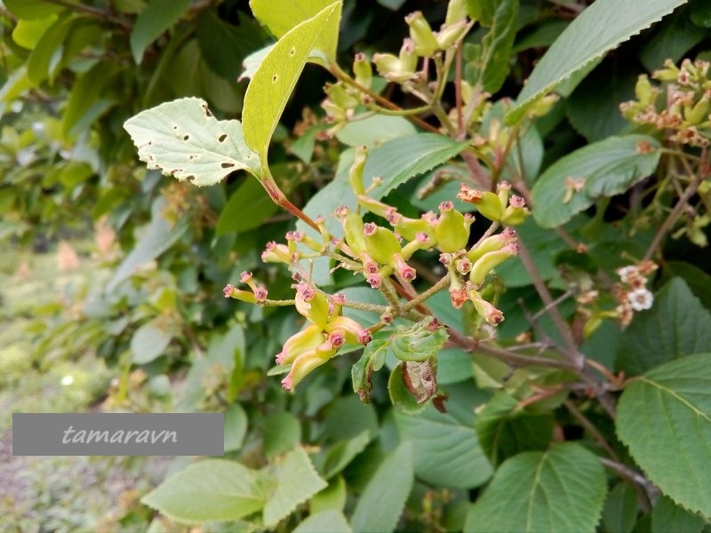 Калина буреинская (Viburnum burejaeticum)