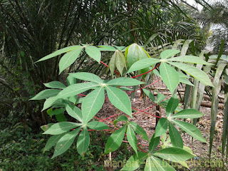 Daun singkong enak