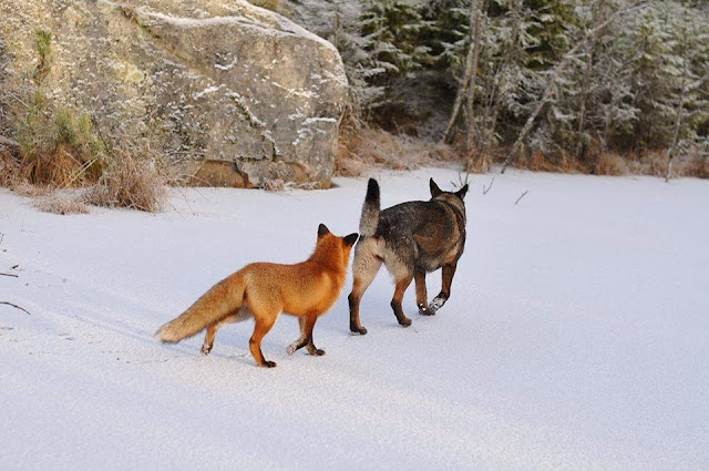 Dog and wild fox are best friends (10 pics), a dog makes friend with wild fox in Norway, fox and hound, animal friends, sable german shepherd dog, german shepherd pics, fox pics