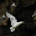 Gull Birds Hd Wallpaper
