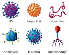 Tobacco Mosaic Viruses