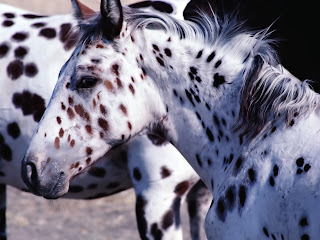 HD achtergrond met Appaloosa paard