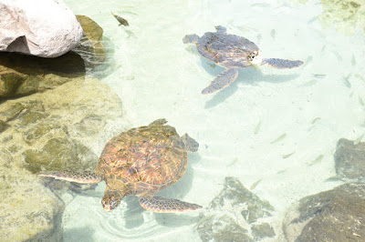 Sea Turtles