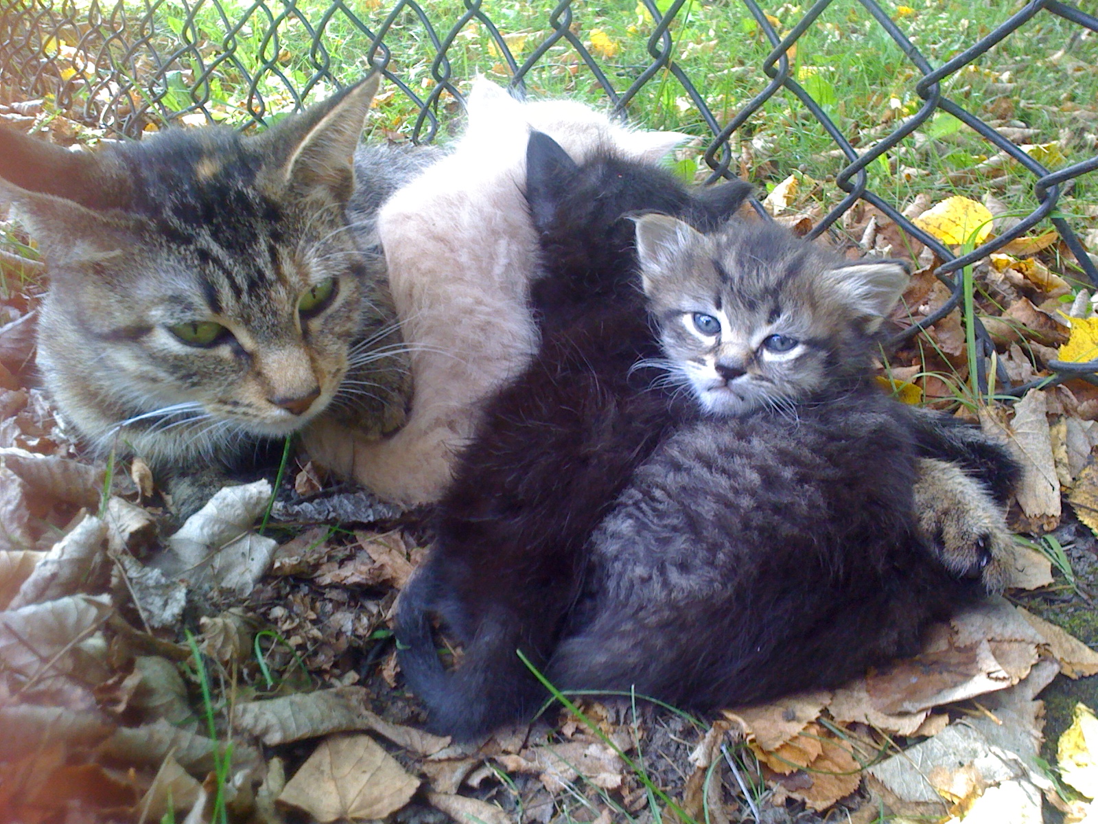 NykkeyB Helping Abandoned  Kittens 