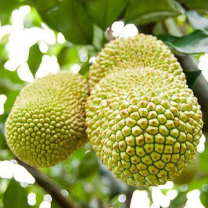 Bibit Nangka Cempedak