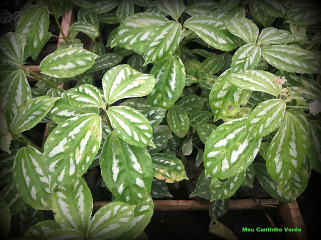 Onde vende Pilea cadieri