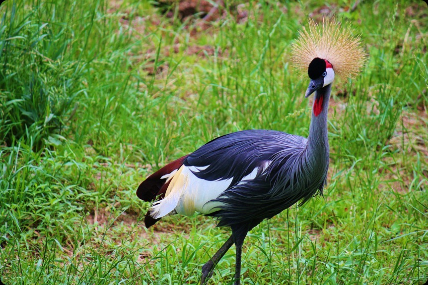 Zoo4 069