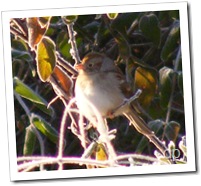 bird on branch