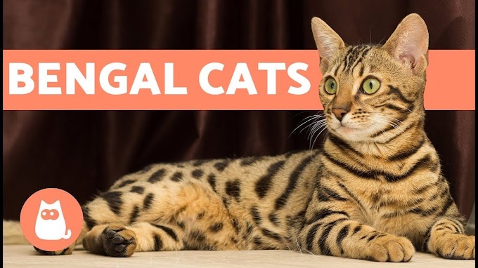  Exploring the Fascinating World of Exotic Cats: "From Bengal to Snow Leopard" 