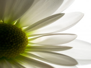 White Flower 