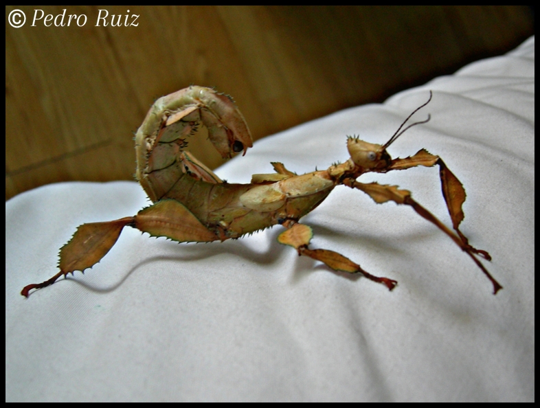 Hembra adulta (marrón) de Extatosoma tiaratum, 12 cm de longitud