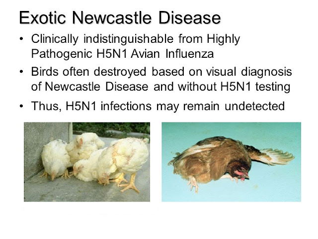 Diagram showing how to Diagnose Newcastle Disease in Chickens