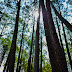 Pine Trees at The Golf Course of Ranikhet