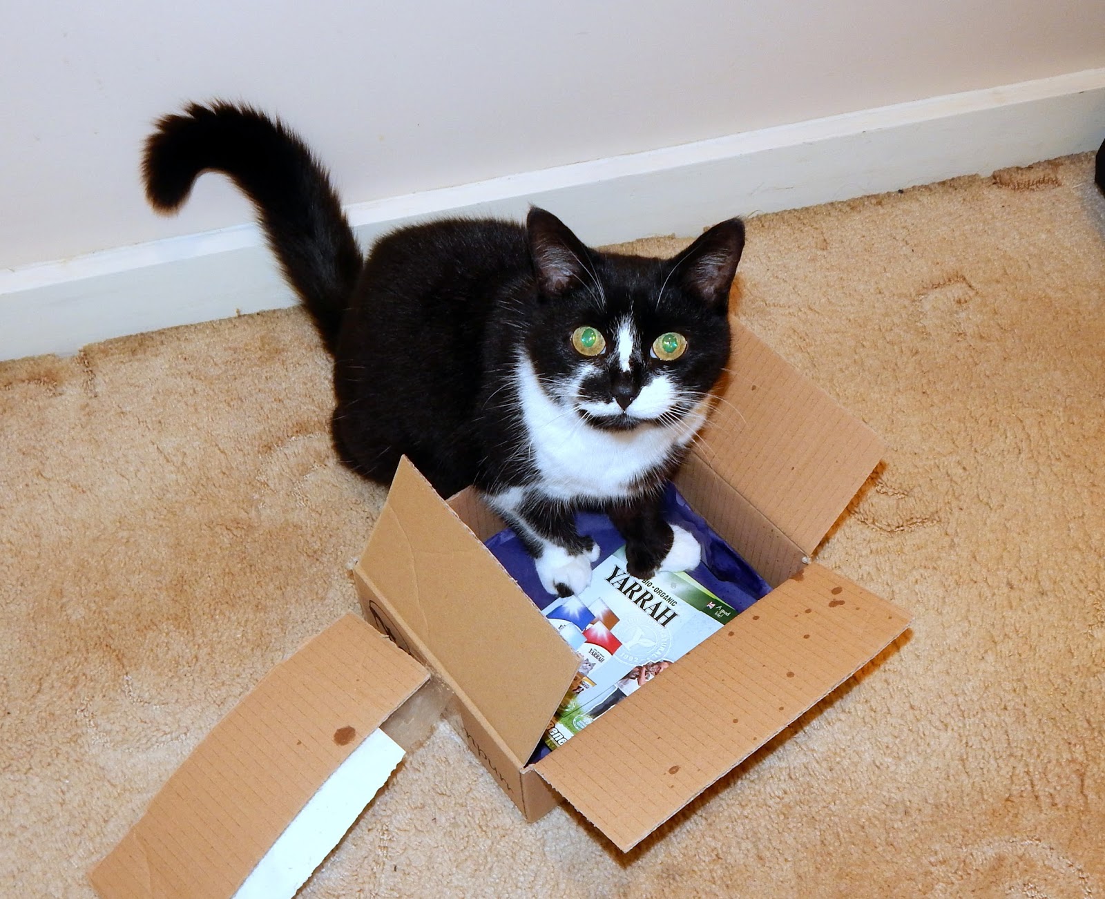 Cat Hampurr - The Subscription Box For Cats! - She Might ...