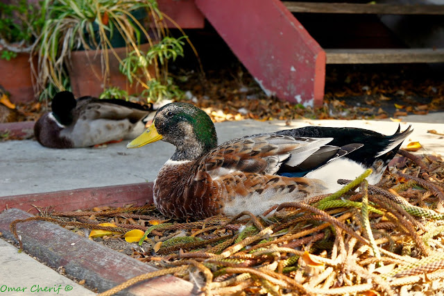 "Old and Wise" by Omar Cherif, duck by Venice Beach Canals, Califoria 2014