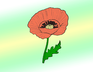 Poppy Drawing