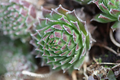 Hens and Chicks