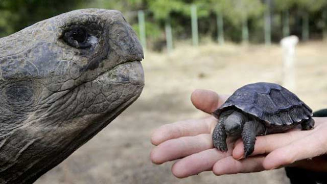 Por primera vez en 100 años hay tortugas bebé en las Islas Galápagos