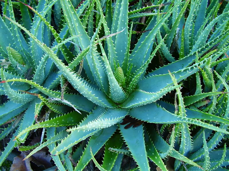 types of flowers you can dry Different Types of Aloe Plants | 800 x 600