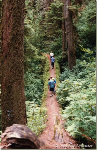 nature walk oly nat park trail across ravine on downed doug fir