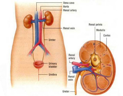 Kidney