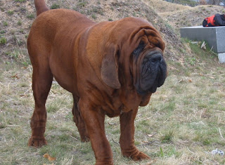 mastiff dog english tibetan korean puppy breeds hound canine pooch canis bow-wow despicable fellow qen txakurra gos pas hond koer aso koira kutya hundur madra pets huisdieren animaux de compagnie Haustiere de companie husdjur Evcil Hayvan anifeiliaid anwes domace zvali augintiniai alagang hayop domaci zvirata kucni ljubimci animals domestics maskotak animal pets info