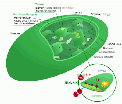 Kloroplas: Pengertian, Gambar, Struktur, Cara Kerja, dan Fungsi