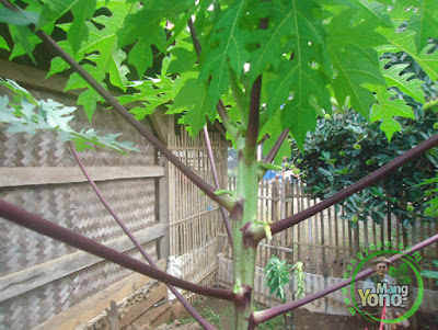 Pepaya Berbatang Ungu di kebun belakang rumah saya