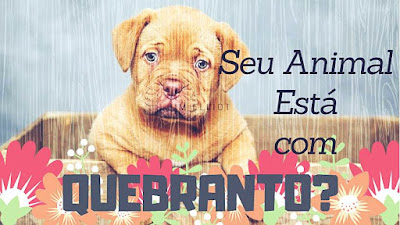 Benzedura Para Tirar Quebranto De Animais