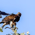 Golden Eagle Mobbed by Crow