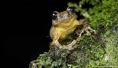 Katak Pohon India