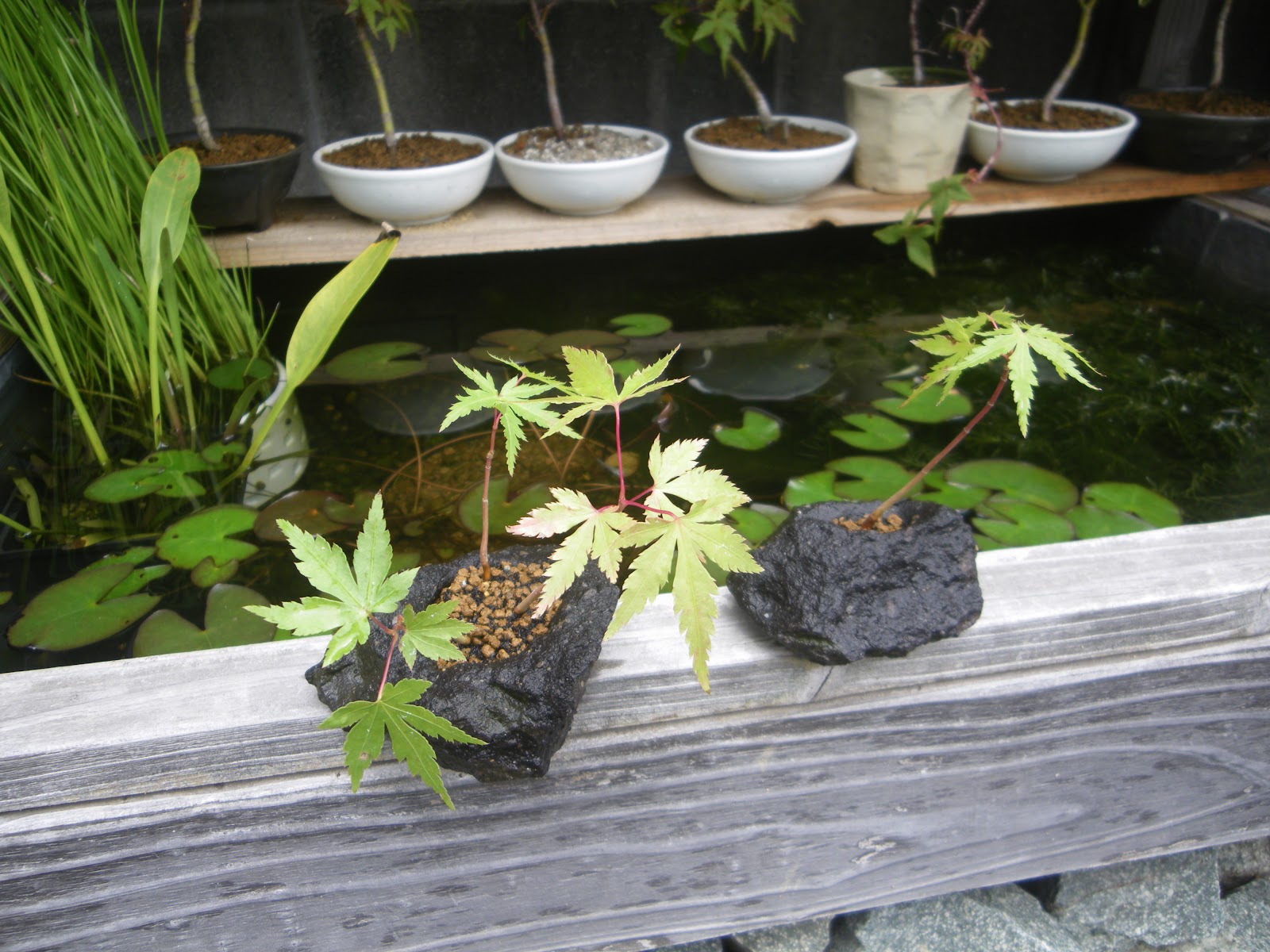 もみじを種から育てよう 盆栽や鉢植えにして楽しみましょう メダカの大工