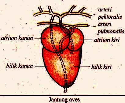Sistem Peredaran Darah pada  Hewan  Artikelsiana