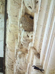 House Martin and nest, Chateau of Chenonceau.  Indre et Loire, France. Photographed by Susan Walter. Tour the Loire Valley with a classic car and a private guide.