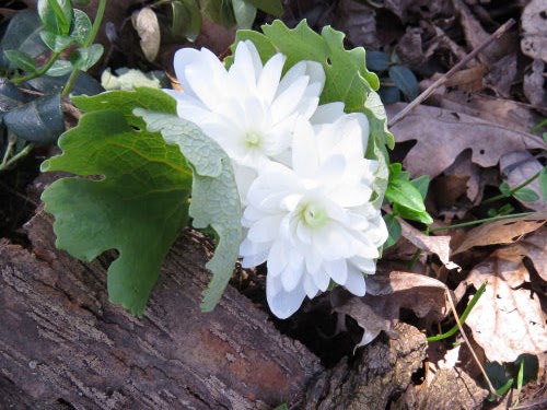 double bloodroot