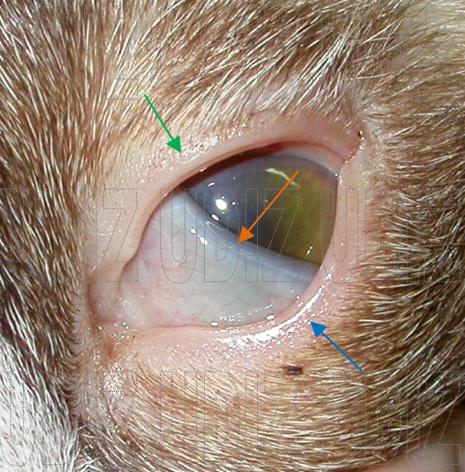 Penyebab Mata Kucing Bengkak Dan Berair - Berbagai Mata