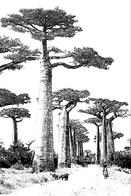 Baobá | Adansonia