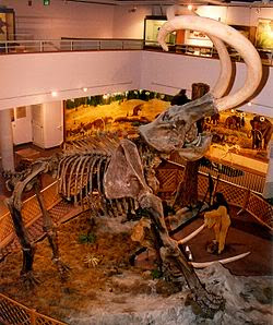 Gambar Fosil fosil Hewan  Purba