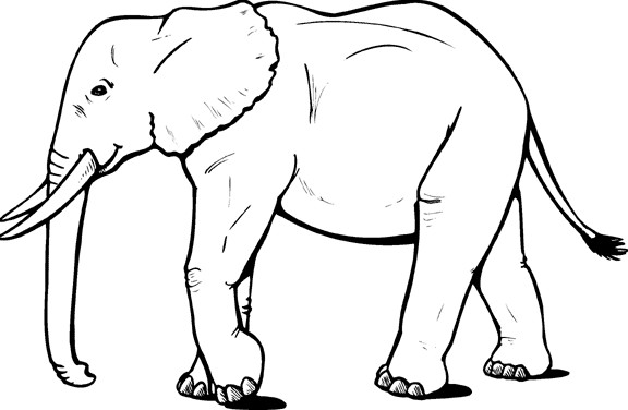 Sketsa Gambar Hewan Gajah