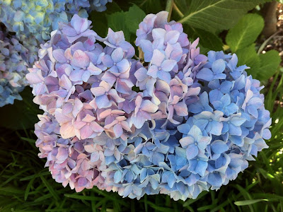 cropped and sharpened Hydrangea image