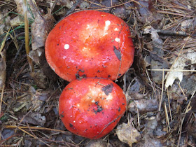 russula mushrooms
