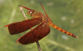 Common Parasol (Neurothemis fluctuans)