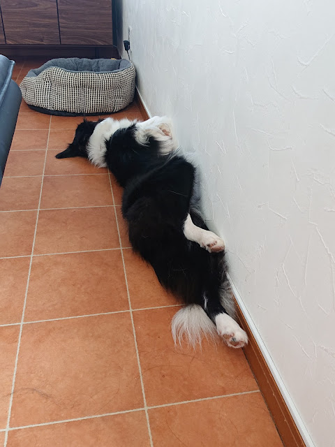 床に寝そべっている犬