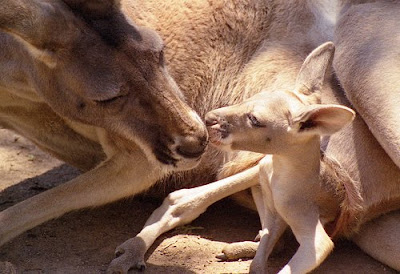 Kangaroo With Baby Photograph at Zoo Park